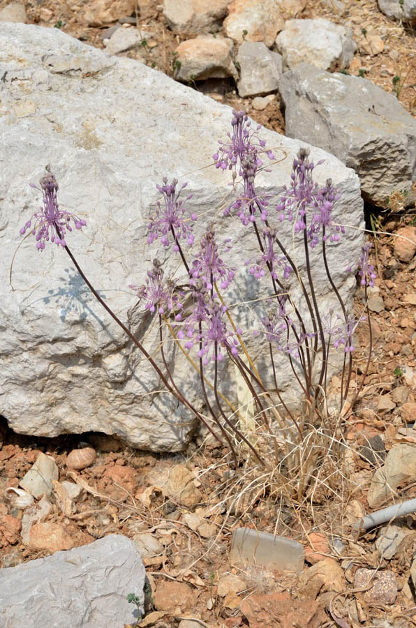 Allium cirrhosum (=Allium carinatum subsp. pulchellum)